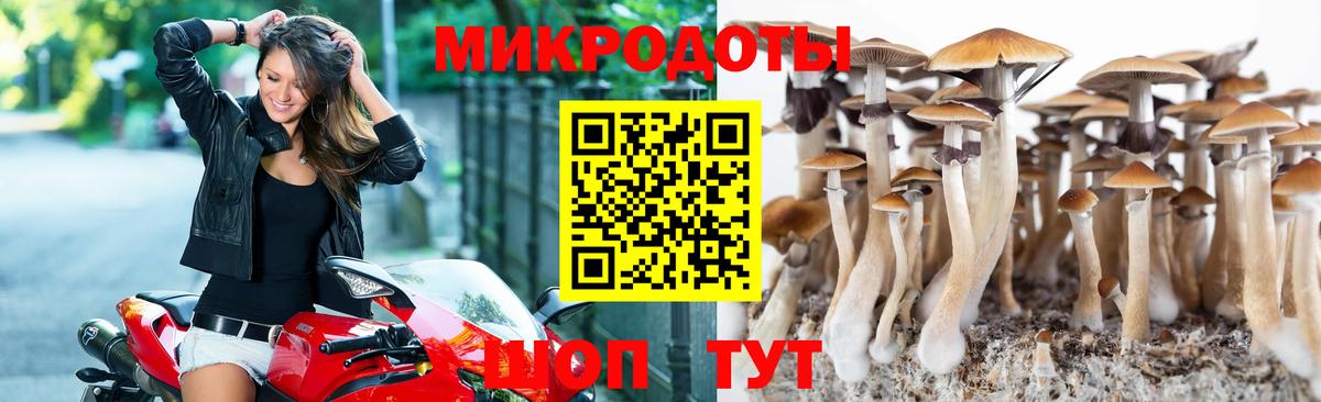 Псилоцибиновые грибы мицелий Минеральные Воды